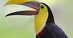Toucan bird watching in the Gamboa Rainforest. Panama