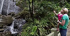 Puerto Rico Yunque Forest