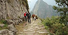 Hiking the Inca Trail to Machu Picchu with Llamas in Peru
