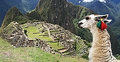 Llama tours in Peru while hiking Machu Picchu