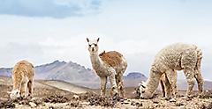 Land of Llamas in Andes Mountains, Machu Picchu, Peru