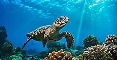 Beautiful Sea Turtle Underwater