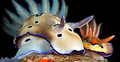 Nudibranch in Night Dive