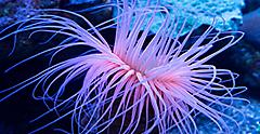 Sea Anemone Night Dive