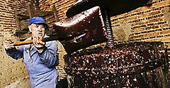 Farmers Making Wine of Grape
