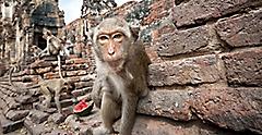 Thailand, Monkey by a Buddhist Pagoda Ruins