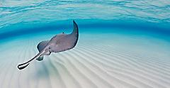 Grand Cayman Sting Ray Under Water