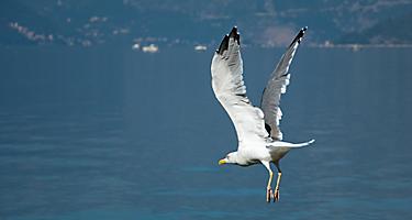 A seagull bird in a sunny morning flew over the blue waters of the Mediterranean Sea