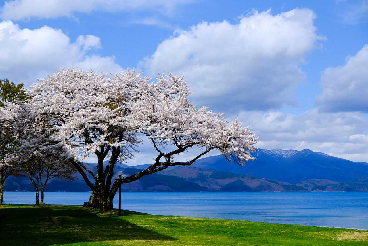 Japan Akita Sakura Tree Cherry Blossom