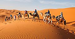 Taking a Camel Ride to Trek through the Sahara Desert, Morocco