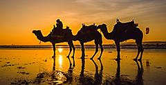 Golden sunset on Cable Beach showing the silhouettes of 3 Camels and their rider. Morocco.