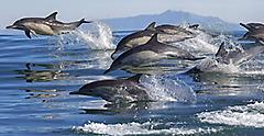 Dolphins leap out of the water in Monterey Bay. Catalina Island, California.