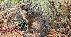 Island fox spotted on a wildlife tour. Catalina Island, California.