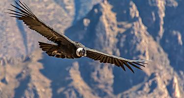 An Andean Condor in the Chilean Fjords