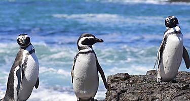 Magellanic Penguins in the Chilean Fjords