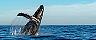 Eden Australia Humpback Whale 