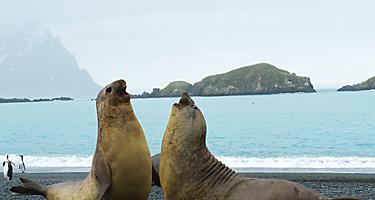 Take in the elephant seals. 