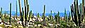 Ensenada Mexico Cactus Valley Baja California