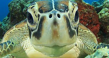 Cute Sea Turtle face