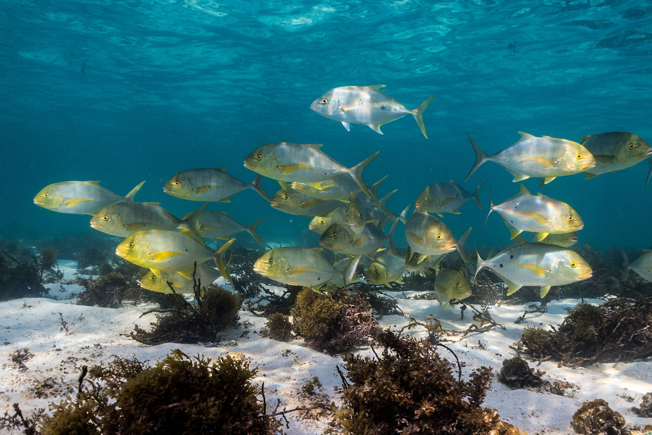 Golden Trevally often form schools as they patrol the reefs.