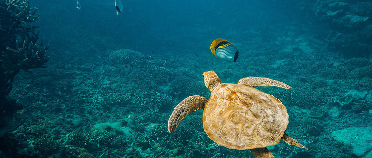 Green Sea Turtle and fish swimming over a coral reef