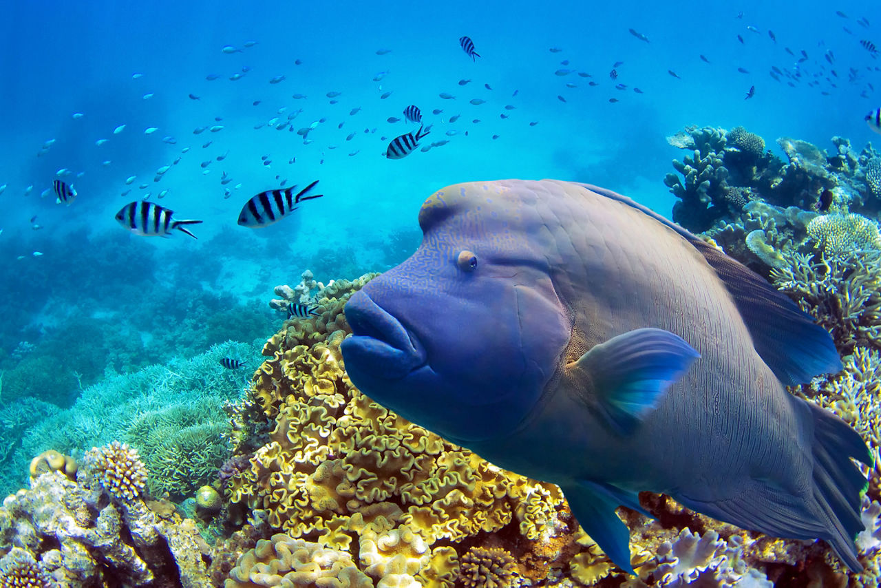 Great barrier reef fish