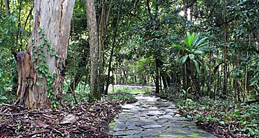Stone path and trees at the Tondoon Botanic Gardens in Gladstone, Queensland, Australia