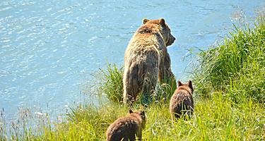 Grizzly Bear Hunting Salmon