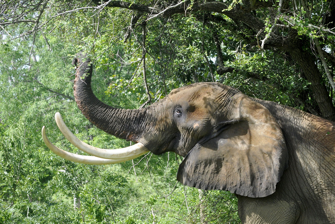 Take a safari in Yala National Park for a chance to see an elephant. 