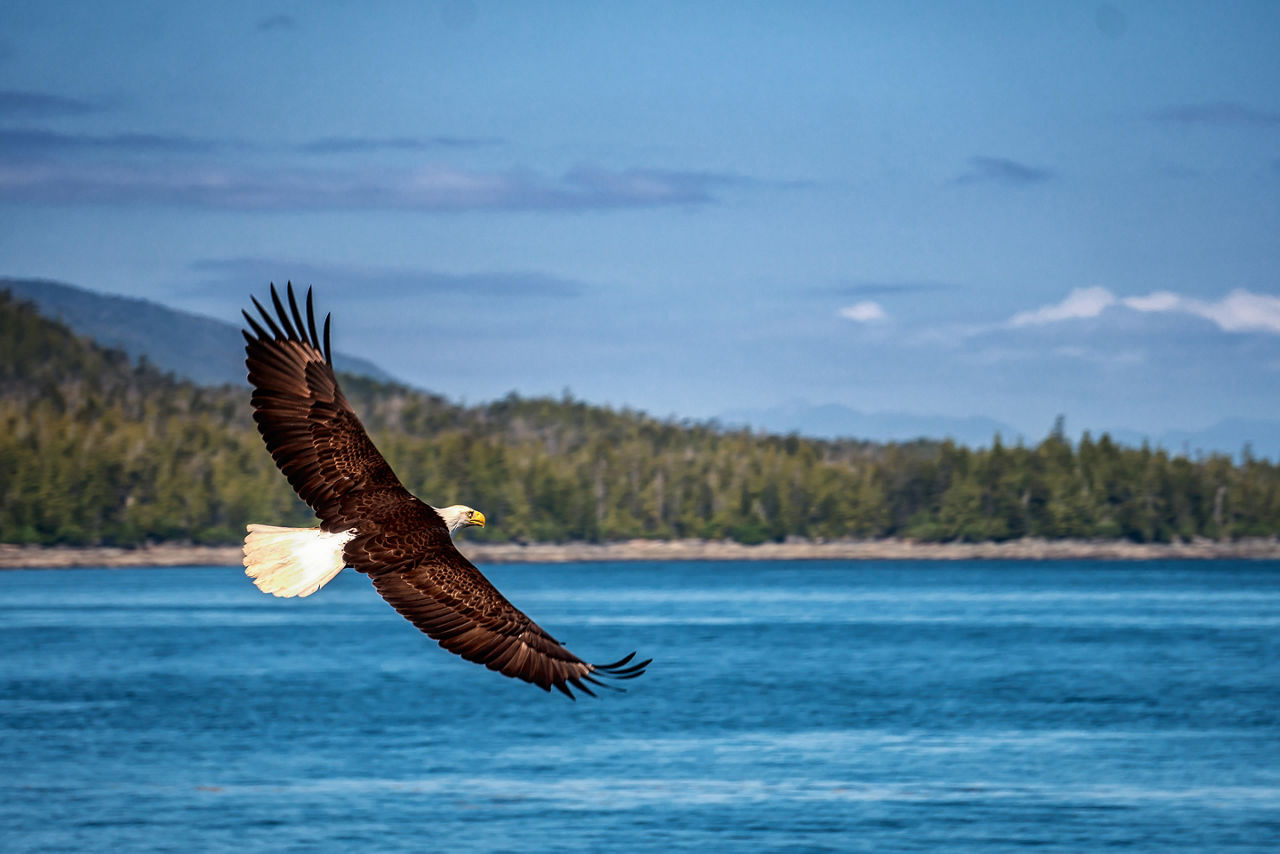 Bald eagle is flying over the blue sea water.