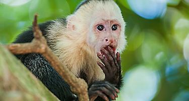 The Capuchin on a tree in Ecuadorian Jungle