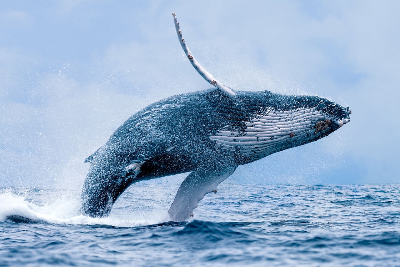 Humpback Whale breaching at Puerto Lopez, Ecuador.