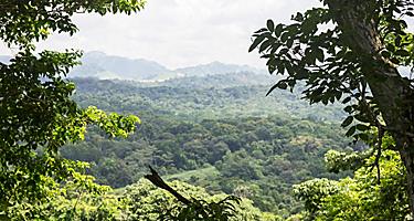 Lush vegetation at Parque Natural Metropolitano in Panama City, Panama