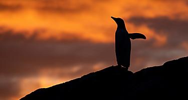 Silhouette of gentoo penguins with polar sunset.
