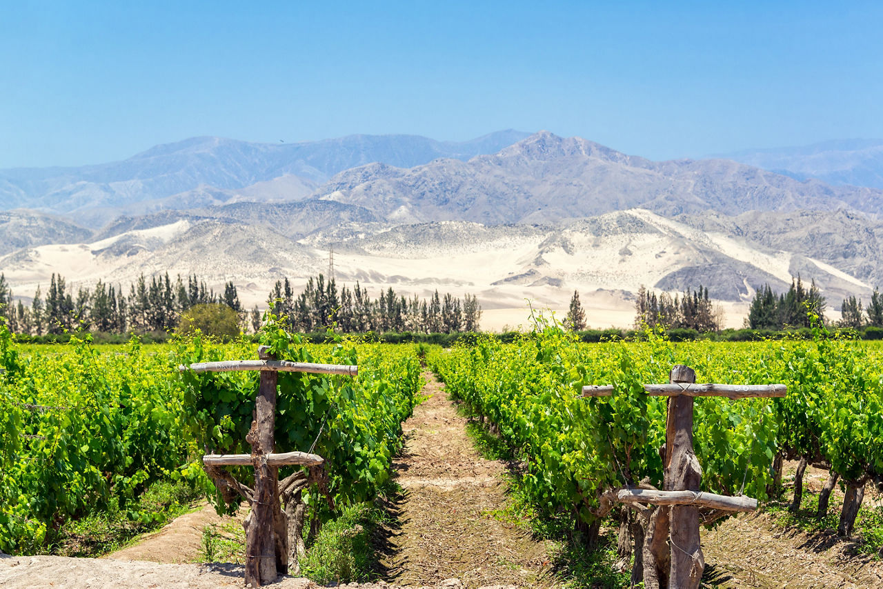 Lush green vineyard for the production of pisco in Ica, Peru