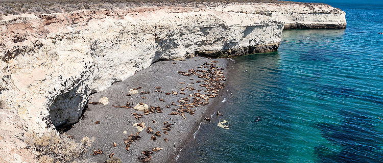 Check out the bustling sea lion colony.