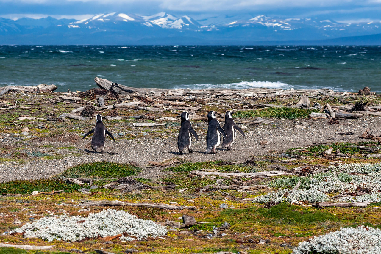 Seno Otway Magellanic Penguins Colony in natural environment near Punta Arenas in Patagonia, Chile