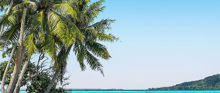 Beautiful coconut palm trees, Islands in French Polynesia
