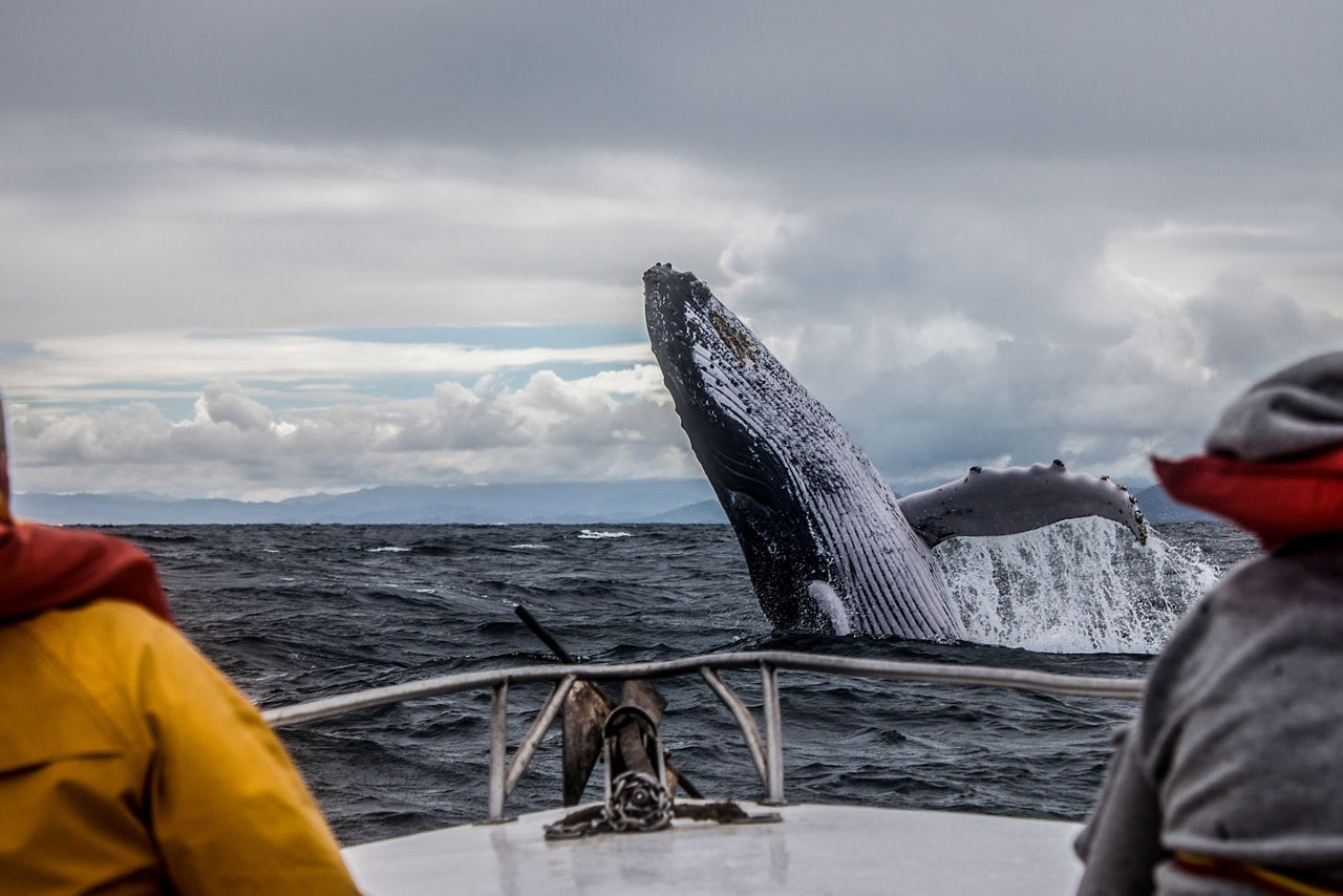 Saint Pierre Miquelon Whale Watching