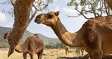 Camels roaming in Wadi Darbat in the Dhofar region of Oman near Salalah