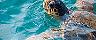 Loggerhead Sea Turtle, Zakynthos