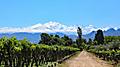 exploring the Argentinian vineyard in the mountains in Argentina. South America.