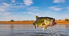 Bass fishing in Lake Okeechobee. Florida.