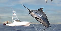 Marlin fishing in Tampa. Florida.