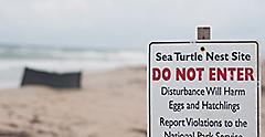 sea turtle nesting site sign. Florida.