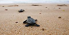 two sea turtle hatchlings returning to the sea. Florida.