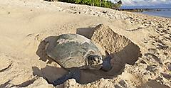 green turtle lays her eggs in the daylight. Florida.