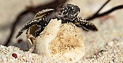 hawksbill turtle hatching from an egg on the beach. Florida.