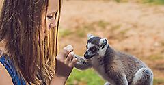 Miami vacation traveler with a lemur at a petting zoo. Florida.