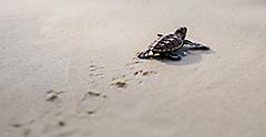 tiny sea turtle crawls toward the sea. Florida.
